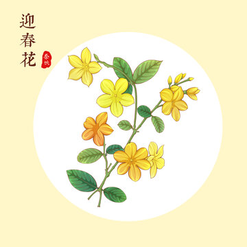 迎春花