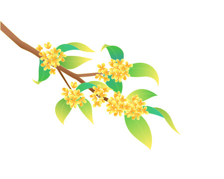中秋節(jié)桂花樹枝矢量國(guó)風(fēng)插畫