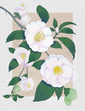 山茶花水彩插畫