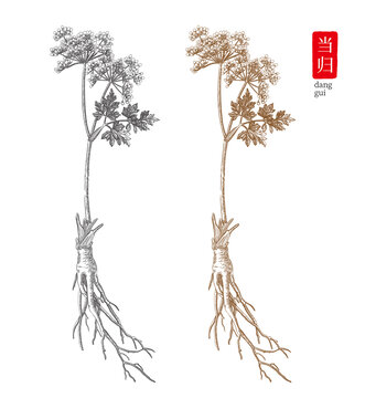 當(dāng)歸