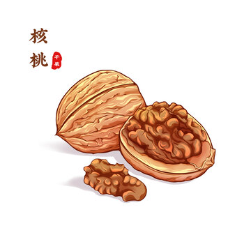 核桃插畫