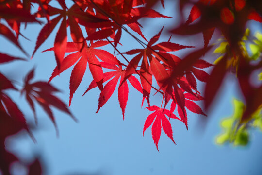 紅葉