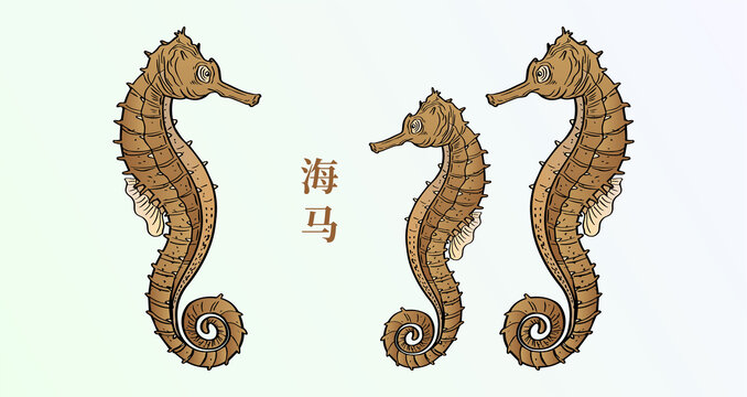 海馬