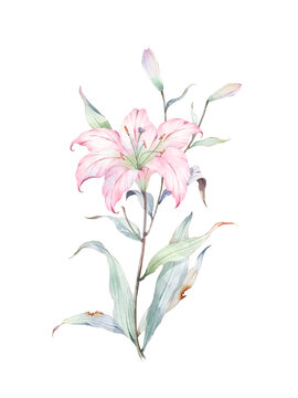 百合花免摳素材