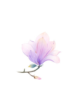 玉蘭花植物花卉免摳素材