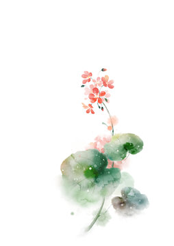 天竺葵植物花卉免摳素材