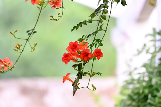 凌霄花春天花開