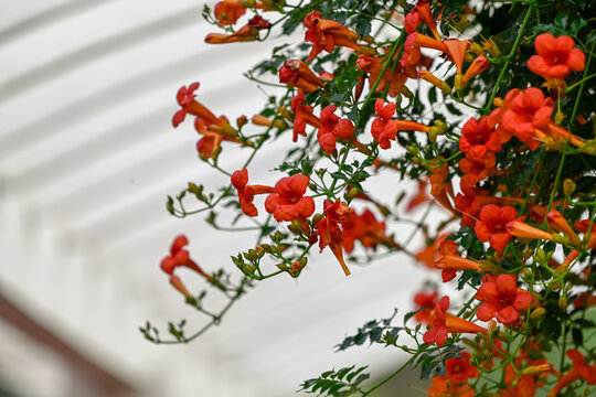 春天凌霄花