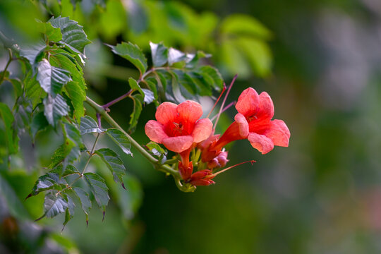 春天凌霄花