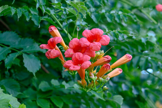 春天凌霄花