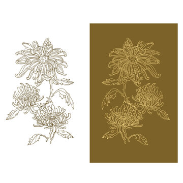 菊花矢量線描雕刻圖