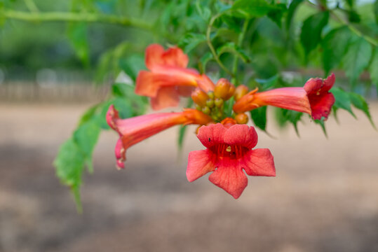 凌霄花