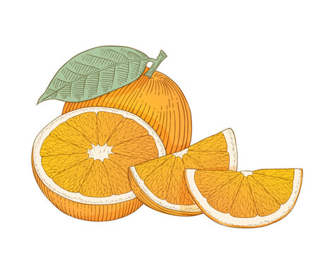 橙子插畫