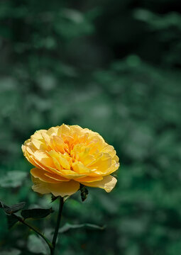 黃色的豐花月季
