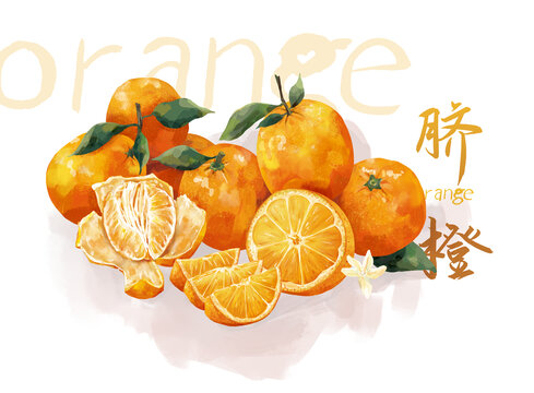 原創(chuàng)橙子臍橙包裝插畫