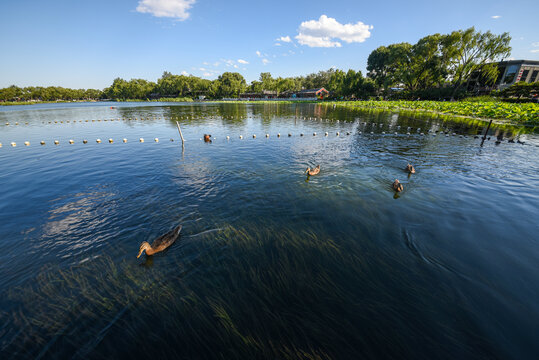 北京什剎海西海濕地公園生態(tài)風(fēng)光
