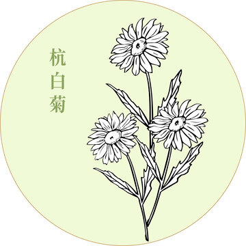 杭白菊