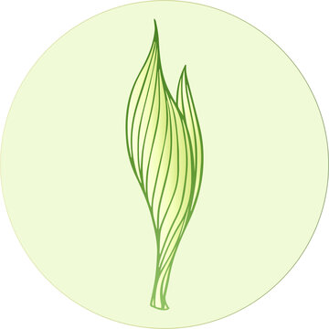 白毫銀針