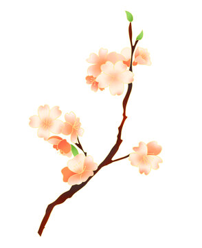 國(guó)潮中式梅花插畫