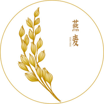 燕麥插畫