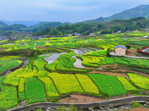 航拍安康漢陰指紋梯田油菜花海