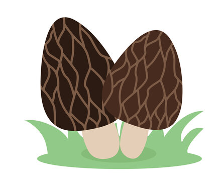 2朵羊肚菌矢量插畫