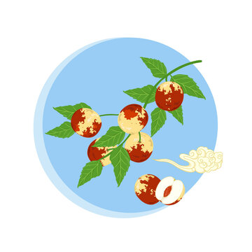 冬棗矢量插畫