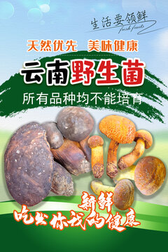 野生菌
