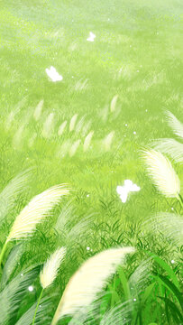 夏天蘆葦蕩草地