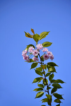 櫻花