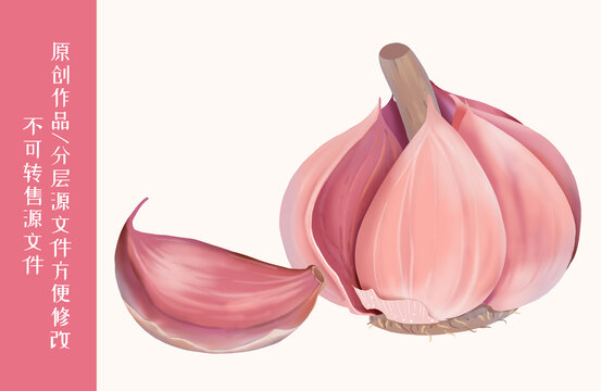 大蒜插畫