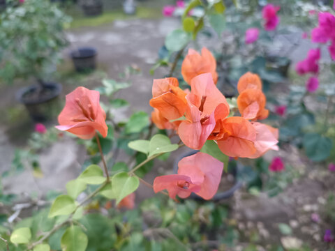 橙色三角梅盛開