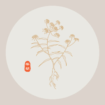 柴胡線描
