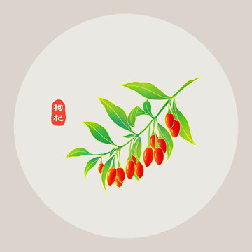 枸杞
