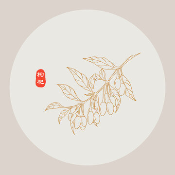 枸杞線描