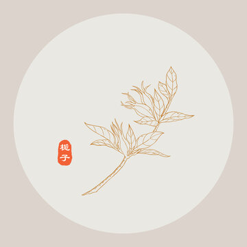 山梔子線描