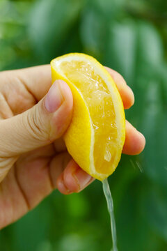 黃檸檬