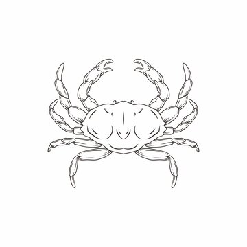 螃蟹黑白線稿插畫