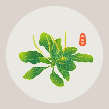 車前草