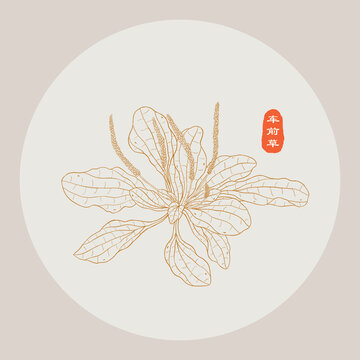 車前草線描
