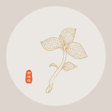 金線蓮線描