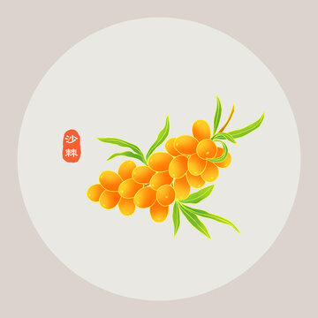 沙棘