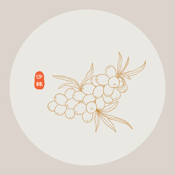 沙棘線描