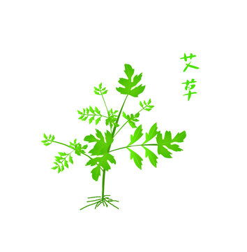 三伏天艾草元素