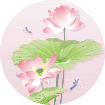 荷花上的蜻蜓停歇著二十四節(jié)氣