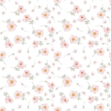 蝴蝶洋牡丹