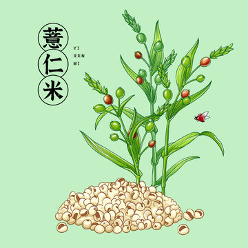 薏仁米插畫(huà)