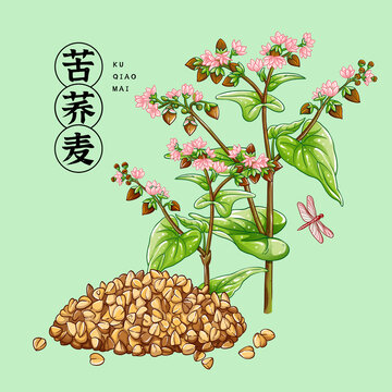 苦蕎插畫