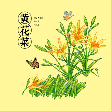 黃花插畫