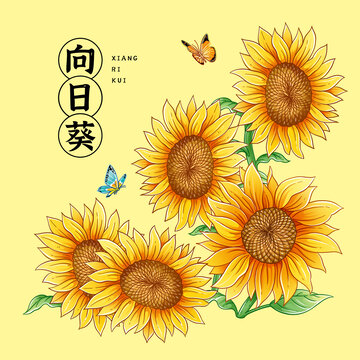 向日葵插畫